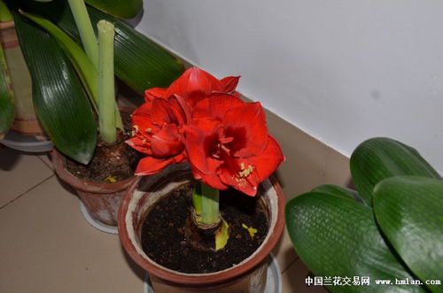 圣诞快乐朱顶红：冬日里的喜庆之花