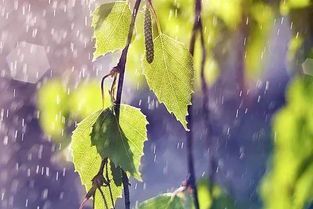 暗恋雨至**